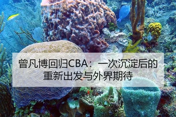 曾凡博回归CBA：一次沉淀后的重新出发与外界期待